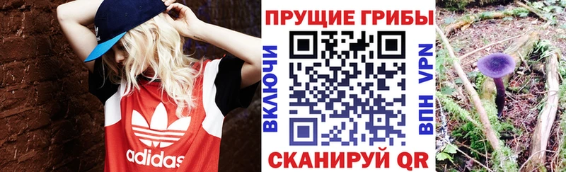 Купить  Петровск-Забайкальский  Галлюциногенные грибы Psilocybine cubensis 